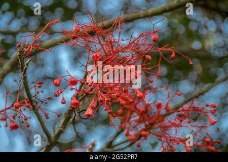 Rote Blüten des Flammenbaums Illawara, Brachychiton acerifolius, der in den subtropischen Regenwäldern Ostalstraliens beheimatet ist. Tamborine Mountain, Queensland. Stockfoto