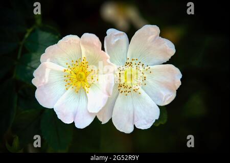 Blüte einer wilden Rose (Rosa stylosa) Stockfoto