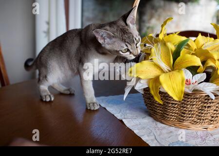 dh Kätzchen ASIATISCHE KATZEN Burmese burmilla Kreuz Kätzchen spielen mit Blumen erkunden drinnen erkunden zu Hause niemand Stockfoto