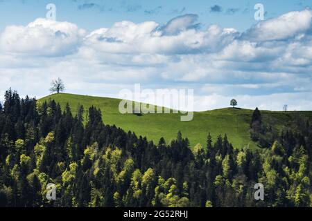 Hügel des Emmentals mit Bäumen an einem bewölkten Frühlingstag Stockfoto