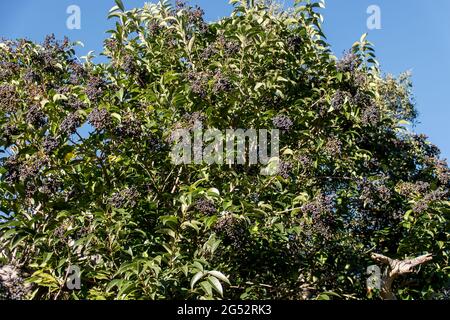 Breitblättriger Gehege, Ligustrum lucidum. Gewöhnliches, invasives Umweltunkraut im Garten, Queensland, Australien. Verbreitung durch Vögel, die Samen fressen. Unerwünscht. Stockfoto