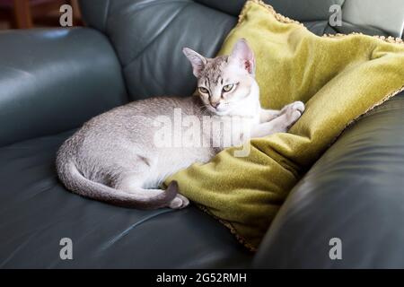 dh Kätzchen ASIATISCHE KATZEN Burmese burmilla Kreuz asien Typ Kätzchen uk Haustier Katze Rasse Stockfoto