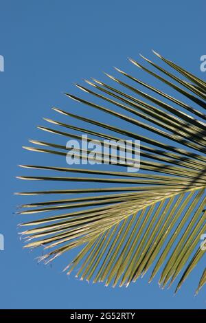 Einzelne neue Rondine einer Bangalow-Palme (Archontophoenix cunninghamiana) gegen blauen Himmel. Garden, Queensland, Australien. Platz kopieren, Hintergrund. Stockfoto