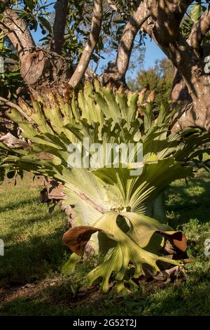 Großer Staghornfarn, Platycerium bifurcatum, wächst auf Avocadobaum (Persea americana) in Obstgarten, Queensland Australien. Samen aus dem nahegelegenen Regenwald Stockfoto