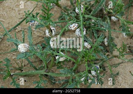 Weißer Garten Schnecke. Theba pisana an der Küste von Süd-Gippsland. Australien. Stockfoto