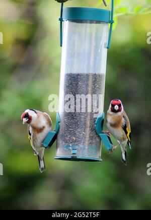 Goldfinken ernähren sich von Nyjer-Samenfutter. Stockfoto
