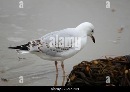 Jungmöwe Chroicocephalus novaehollandiae, . Stockfoto