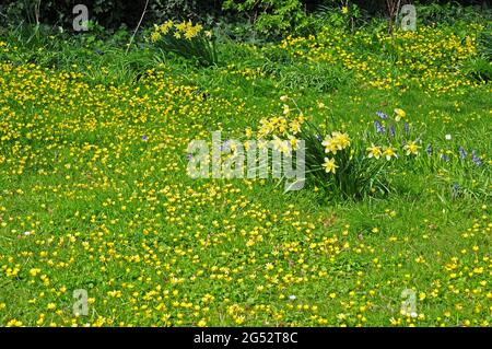 Narzissen, Bluebells und Celandinen wachsen im Gras. Stockfoto