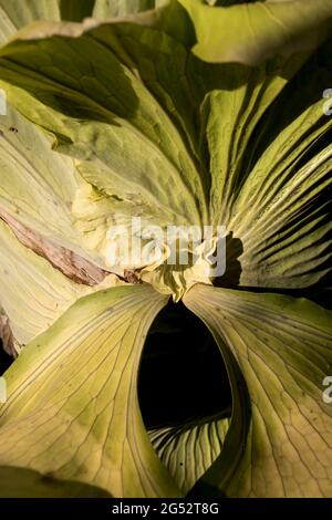 Großer Staghorn-Farn, Platycerium bifurcatum in Queensland, Australien. Einheimischer Regenwaldfarn. Stockfoto