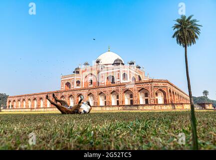 Ein Hund schläft am humayun Grab in delhi indien.Dies ist das Grab des moghul-Kaiser humayun. Stockfoto