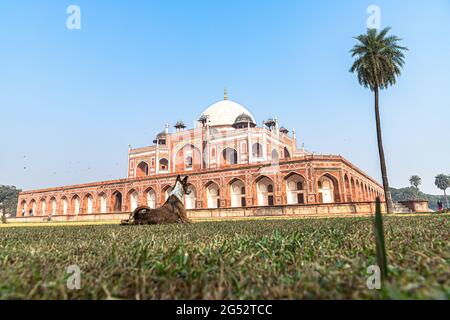 Ein Hund schläft am humayun Grab in delhi indien.Dies ist das Grab des moghul-Kaiser humayun. Stockfoto