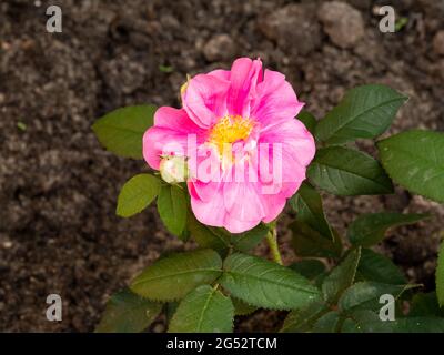 Französische Rose, Rosa gallica var. officinalis, mit rosa roter Blume im Garten, Niederlande Stockfoto