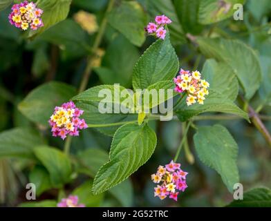 Lantana (lantana Camara), invasives Unkraut in Australien. Die einheimische Vegetation, vor allem der Regenwald, wird gesmuttert. Strauchige, mehrfarbige Blüten.zu entfernen. Stockfoto