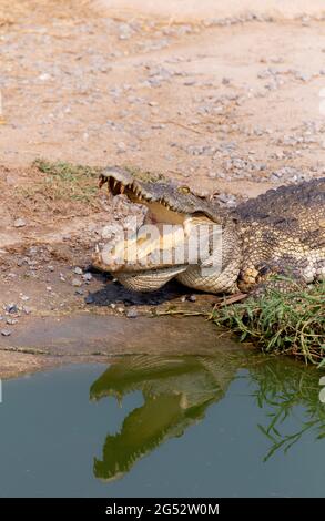 Wildtiere Krokodil schlafen und offenen Mund auf dem Boden in der Nähe des Flusses in der Natur. Stockfoto