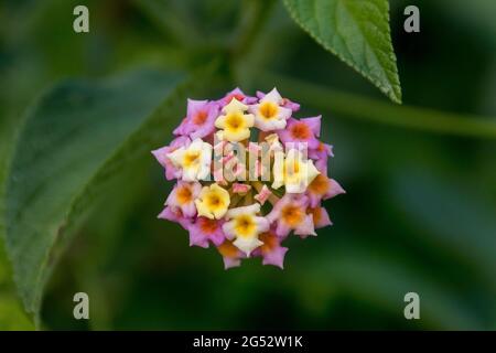 Lantana (lantana Camara), invasives Unkraut in Australien. Die einheimische Vegetation, vor allem der Regenwald, wird gesmuttert. Strauchige, mehrfarbige Blüten.zu entfernen. Stockfoto