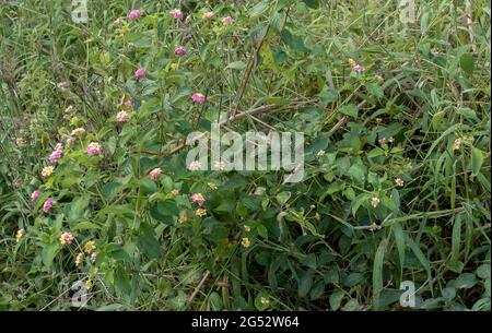 Lantana (lantana Camara), invasives Unkraut in Australien. Die einheimische Vegetation, vor allem der Regenwald, wird gesmuttert. Strauchige, mehrfarbige Blüten.zu entfernen. Stockfoto