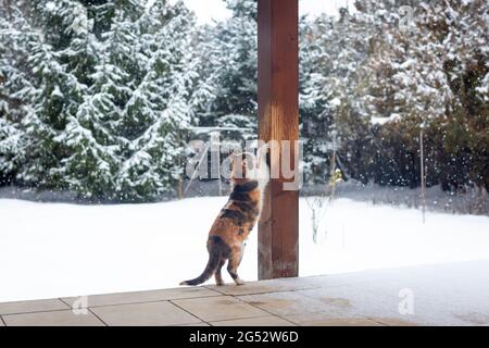 Die Katze Calico schärft ihre Krallen auf der hölzernen Säule der überdachten Veranda. Verschneiten Hof im Hintergrund Stockfoto