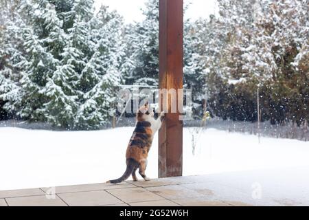 Die Katze Calico schärft ihre Krallen auf der hölzernen Säule der überdachten Veranda. Verschneiten Hof im Hintergrund Stockfoto