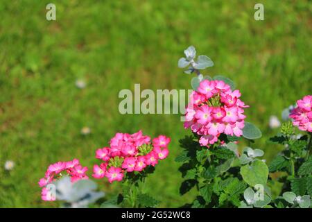 Bonn Deutschland Juni 2021 rosa blühende Eisenkraut und Lakritzstrohblume vor grünem Hintergrund in natürlichem Sonnenlicht Stockfoto