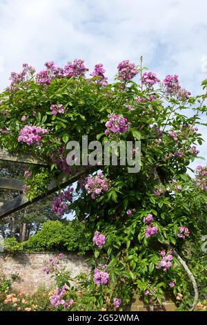 Sommerrosen in Blüte im Southsea Rosengarten UK Juni Stockfoto