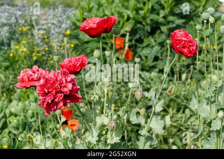 Doppelt rosa papaver somniferum / Opium Mohn blüht Juni 2021 Großbritannien Stockfoto