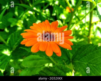 Calendula officinalis, die Ringelblume, die Rudel, die Ringelblume oder die schottische Ringelblume. Floraler Desktop-Hintergrund Stockfoto