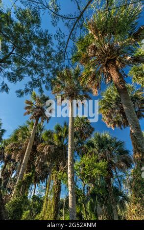 Sabal Palms (Sabal mexicana), Sabal Palm Grove Sanctuary in Harlingen, Rio Grande Valley, Texas, USA Stockfoto