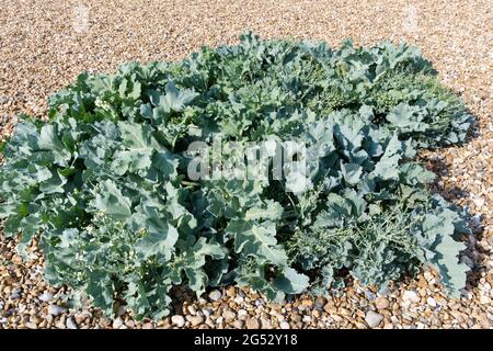 Crambe Maritima / Grünkohl am Kieselstrand im Juni Großbritannien Stockfoto