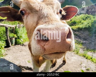 Die Kuhnase aus nächster Nähe in Georgien Stockfoto