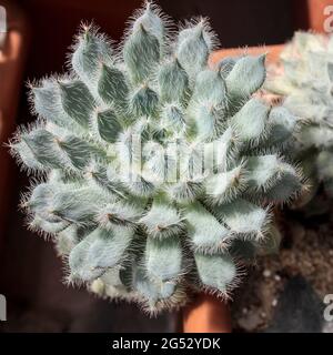 Sukulente Pflanze Echeveria setosa Rose & Purpus (mexikanischer Feuerwerkskörper) im Topf. Quadratischer Rahmen Stockfoto