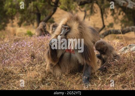 Gelada Baboon - Theropithecus gelada, schöner Bodenprimat aus dem Simien-Gebirge, Äthiopien. Stockfoto