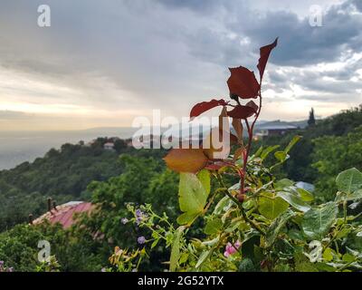 Rose geht nach dem Regen in der Stadt der Liebe Sighnaghi aus Stockfoto