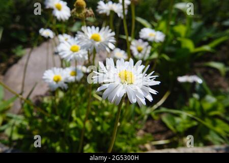 Weiße schöne sonnige Gänseblümchen im Garten. Blick auf kleine Blumen von oben. Stockfoto