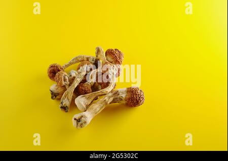 Trockene Psilocybin-Pilze auf hellgelbem Hintergrund. Psychedelischer Zauberpilz Golden Teacher. Medizinische Verwendung. Mikrodosierkonzept. Stockfoto