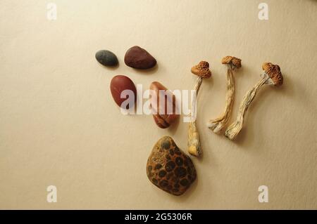 Getrocknete Psilocybe Cubensis Psilocybin Pilze und Seesteine, flach liegend. Magische schäumen den Goldenen Lehrer. Psychedelisch inspiriert. Natürliche Kräutertherapie. Stockfoto