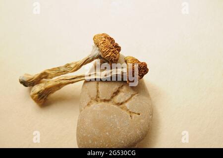 Getrocknete Psilocybe Cubensis Psilocybin Pilze und Seesteine, flach liegend. Stockfoto