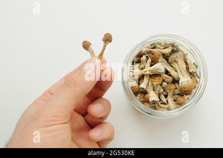 Der Mensch hält in seiner Hand getrocknete Psilocybin-Pilze. Glas auf weißem Hintergrund. Psychedelisch, überwältigend, magischer Pilz. Medizinische Anwendung, Wohlbefinden. Stockfoto