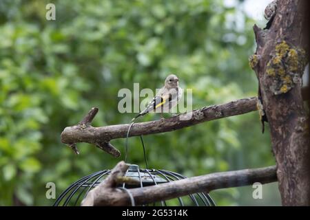 Ein Baby Goldfink Carduelis carduelis; auf rustikalem Vogelfutterhäuschen, das darauf wartet, gefüttert zu werden; Cotswolds; Großbritannien Stockfoto