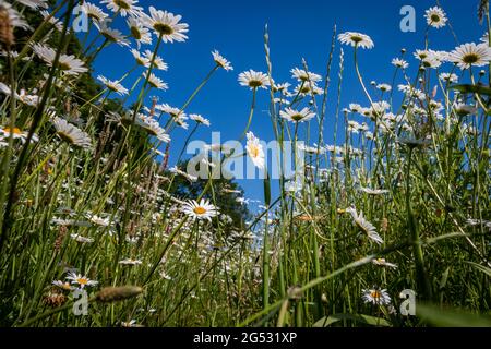 Schöne weiße Gänseblümchen auf dem Feld, in der Nähe der Lakritze Zuidwolde, Provinz Drenthe, Niederlande Stockfoto
