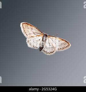 Motte auf grauem Hintergrund. Schmetterling sitzt auf dem Fenster. Speicherplatz kopieren. Selektiver Fokus Stockfoto