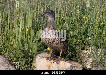 Alleinstehende weibliche Mallardente Anas platyrhynchos, die auf einem Felsen mit Blick auf den Teich UK steht Stockfoto