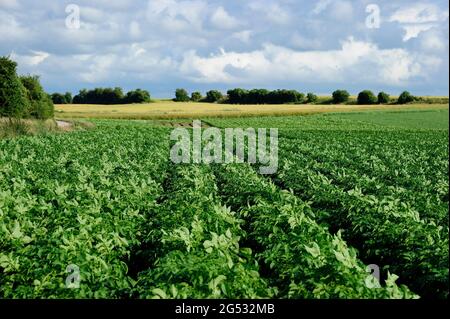 FRANKREICH, SOMME (80) COTE D'OPALE AREA, POTATOES FIELD Stockfoto