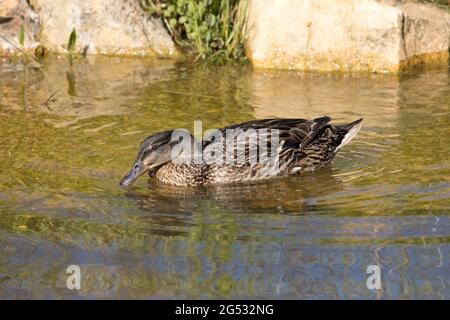 Alleinerziehende Mallard-Ente Anas platyrhynchos schwimmt auf dem Teich UK Stockfoto