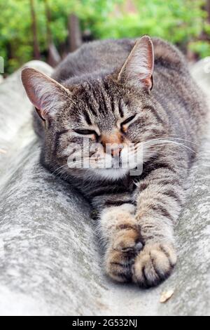Tabby Katze liegt auf einem Schieferdach und ruht Stockfoto