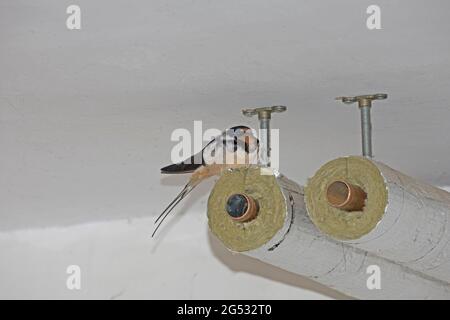Männliche Schwalbe Hirundo rustica thront auf Heizrohren, die das Weibchen auf dem Nest UK bewachen Stockfoto