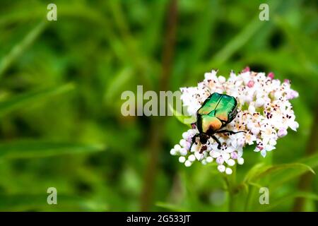 Cetonia aurata, genannt der Rosenchafer oder der grüne Rosenchafer, sitzt auf weißen Blüten auf verschwommenem grünen Hintergrund Stockfoto