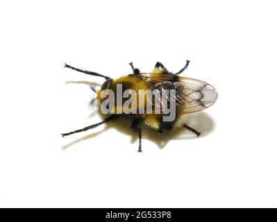 Volucella bombylans Hummel plumehorn pelzige Hummel-imitierend Hoverfly var plumata isoliert auf weißem Hintergrund Stockfoto