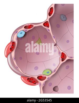 Struktur des Alveolus. Teile der Lunge Stockfoto