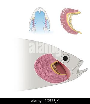 Die Struktur der Kiemen in den Fischen und die Atmung Stockfoto