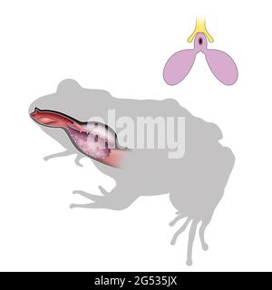 Titel Respiratory System of Frog Diagram. Lungen Stockfoto